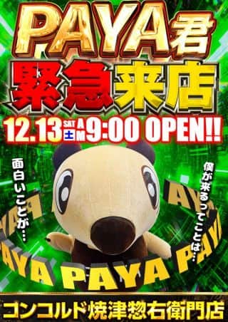 12／13（土）PAYA君、緊急来店！